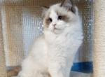 Zoly - Ragdoll Cat For Sale - Pembroke Pines&comma; FL&comma; US