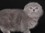 Solomia - Munchkin Cat For Sale - Pembroke Pines&comma; FL&comma; US