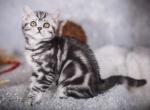 Moor - Scottish Straight Cat For Sale - Pembroke Pines&comma; FL&comma; US