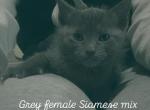 Gray Siamese mix - Siamese Cat For Sale - Leominster&comma; MA&comma; US