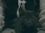 Black Siamese mix - Siamese Cat For Sale - Leominster&comma; MA&comma; US