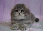 Zarina fluffy gray baby girl scottish fold blue - Scottish Fold Cat For Sale - Los Angeles&comma; CA&comma; US