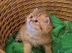 Zamina golden leopard tabby scottish straight - Scottish Straight Cat For Sale - Los Angeles&comma; CA&comma; US
