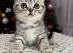 Rafaello snow leopard scottish fold silver tabby - Scottish Fold Cat For Sale - Los Angeles&comma; CA&comma; US