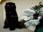 Umka whole black gorgerous scottish fold baby boy - Scottish Fold Cat For Sale - Los Angeles&comma; CA&comma; US