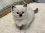 Lucky - Ragdoll Cat For Sale - Mount Joy&comma; PA&comma; US