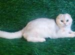 Marat ns 12 silver chinchilla scottidh fold boy - Scottish Fold Cat For Sale - Los Angeles&comma; CA&comma; US