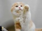 Persic fluffy cream and white scottish fold boy - Scottish Fold Cat For Sale - Los Angeles&comma; CA&comma; US