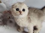 Chup snow leopard scottish fold silver tabby - Scottish Fold Cat For Sale - Los Angeles&comma; CA&comma; US