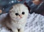 Chip scottish fold silver tabby snow leopard - Scottish Fold Cat For Sale - Los Angeles&comma; CA&comma; US