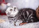 Silver butterfly marble tabby baby girl - Scottish Fold Cat For Sale - Los Angeles&comma; CA&comma; US