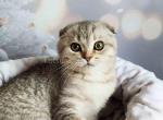 Barny snow leopard scottish fold silver tabby - Scottish Fold Cat For Sale - CA&comma; US