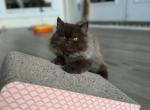 Nutella - British Shorthair Cat For Sale - Jacksonville&comma; FL&comma; US