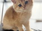Ginger - British Shorthair Cat For Sale - Jacksonville&comma; FL&comma; US