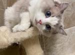 missys litter - Ragdoll Cat For Sale - Freeburg&comma; PA&comma; US