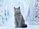 Monro - Scottish Straight Cat For Sale - Los Angeles&comma; CA&comma; US