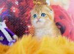 Prince golden shaded chinchilla scottish fold boy - Scottish Fold Cat For Sale - CA&comma; US