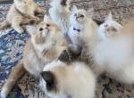 Seal Point Siberian Neva Masquerade - Siberian Cat For Sale - White Plains&comma; NY&comma; US