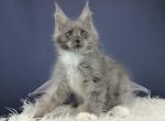 Severus - Maine Coon Cat For Sale - Hollywood&comma; FL&comma; US