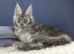 Radomira - Maine Coon Cat For Sale - Hollywood&comma; FL&comma; US
