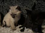 Seal point Siamese mix - Siamese Cat For Sale - Leominster&comma; MA&comma; US