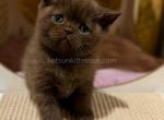 Yoda star wars kitten chocolate british shorthair - British Shorthair Cat For Sale - CA&comma; US