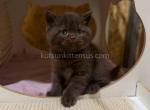 Yago sweet chocolate british shorthair kitten - British Shorthair Cat For Sale - CA&comma; US