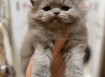 Yonatan lilac fluffy british longhair baby boy - British Shorthair Cat For Sale - CA&comma; US