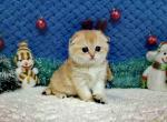 Sindy golden shell ny 12 scottish fold baby girl - Scottish Fold Cat For Sale - CA&comma; US