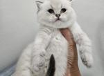 Brittesh Shorthair 1 - British Shorthair Cat For Sale - Helotes&comma; TX&comma; US