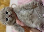 Ronald scottish fold plushy teddy bear lilac color - Scottish Fold Cat For Sale - CA&comma; US