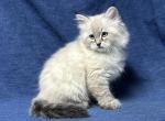 Miney - Siberian Cat For Sale - Milton Freewater&comma; OR&comma; US