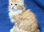 Tiger - Siberian Cat For Sale - Milton Freewater&comma; OR&comma; US