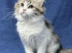 Sacajawea - Siberian Cat For Sale - Milton Freewater&comma; OR&comma; US