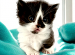 Penelope - Munchkin Cat For Sale - Neosho&comma; MO&comma; US
