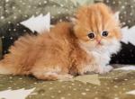 Fuji - British Shorthair Cat For Sale - Atlanta&comma; GA&comma; US