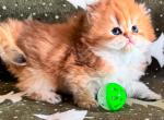 Teddy - British Shorthair Cat For Sale - Atlanta&comma; GA&comma; US