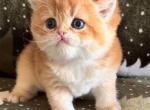Sakura - British Shorthair Cat For Sale - Atlanta&comma; GA&comma; US