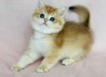 Evrik ny 12 black golden shell british shorthair - British Shorthair Cat For Sale - Houston&comma; TX&comma; US