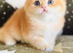 Chibi - British Shorthair Cat For Sale - Atlanta&comma; GA&comma; US