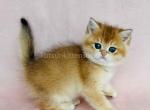 Eclair ny 12 black golden shell british shorthair - British Shorthair Cat For Sale - Houston&comma; TX&comma; US