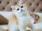 Viki ny 12 black golden shell british shorthair - British Shorthair Cat For Sale - Houston&comma; TX&comma; US