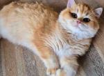 Angelina rare by 12 golden chinchilla female - British Shorthair Cat For Sale - Houston&comma; TX&comma; US