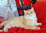 Margarita golden chinchilla female rare by 12 - British Shorthair Cat For Sale - Houston&comma; TX&comma; US