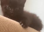 Novas babies - American Longhair Cat For Sale - S Toms River&comma; NJ&comma; US