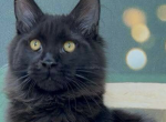 Sting - Maine Coon Cat For Sale - Brighton&comma; CO&comma; US