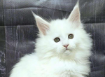 Crepes - Maine Coon Cat For Sale - Brighton&comma; CO&comma; US