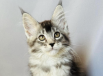 Cuma - Maine Coon Cat For Sale - Brighton&comma; CO&comma; US