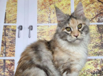 April - Maine Coon Cat For Sale - Brighton&comma; CO&comma; US