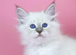 Mario - Siberian Cat For Sale - Brighton&comma; CO&comma; US